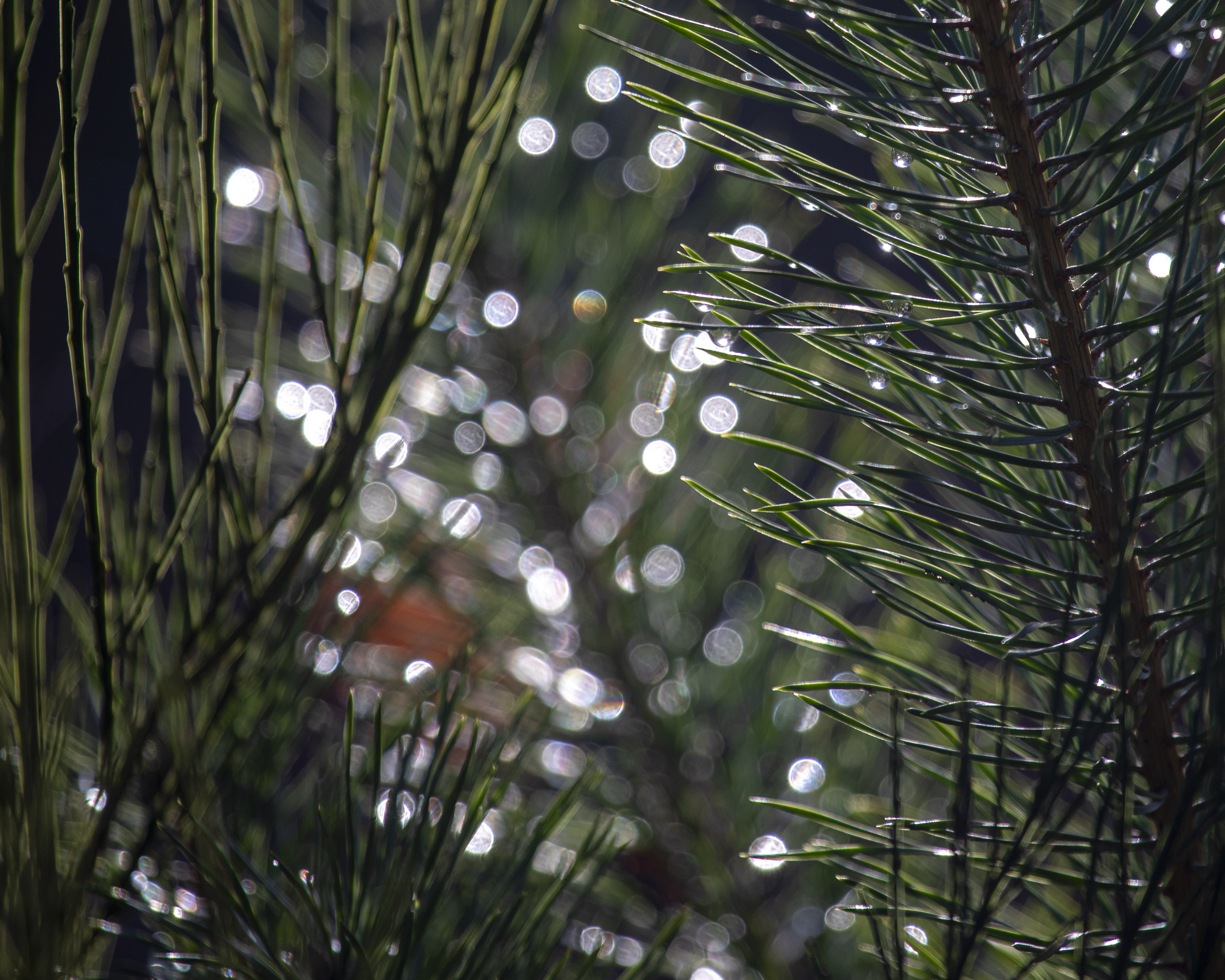 20251129123216 RD4 0870